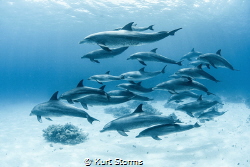 Dolphins Egypt by Kurt Storms 